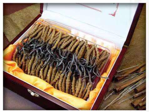 大英冬虫夏草回收